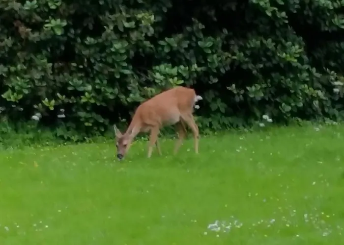 Mit Teichblick Panzió Wiedenborstel